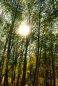 Trees.gif (53401 bytes)