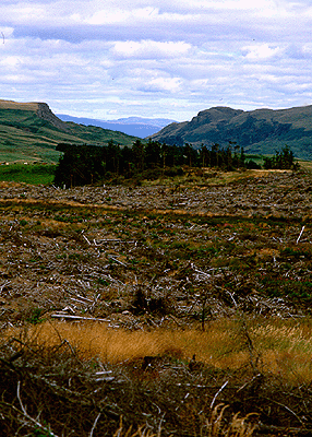 ir-clrcut.gif (99051 bytes)
