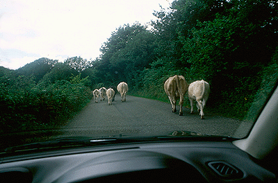 ir-cows.gif (76164 bytes)