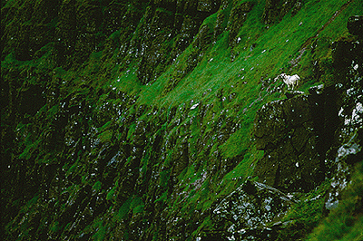 ir-goat.gif (124603 bytes)